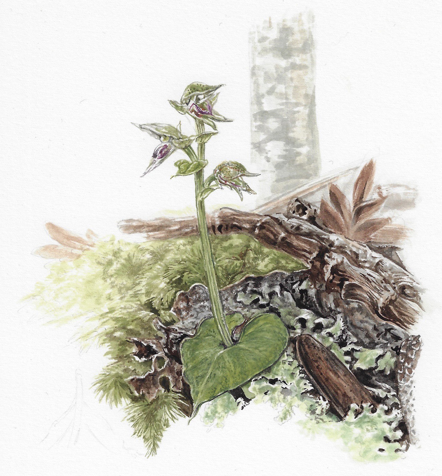 Pixie cap orchid illustration by Erin Forsyth