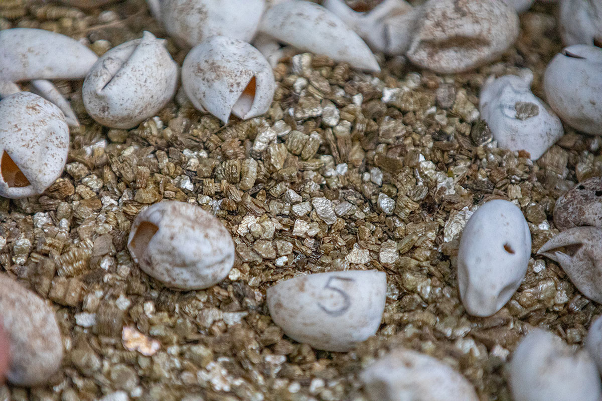 Tuatara egg shells from Te Hauturu-o-Toi’s captive rearing programme. Photo by Shaun Lee.