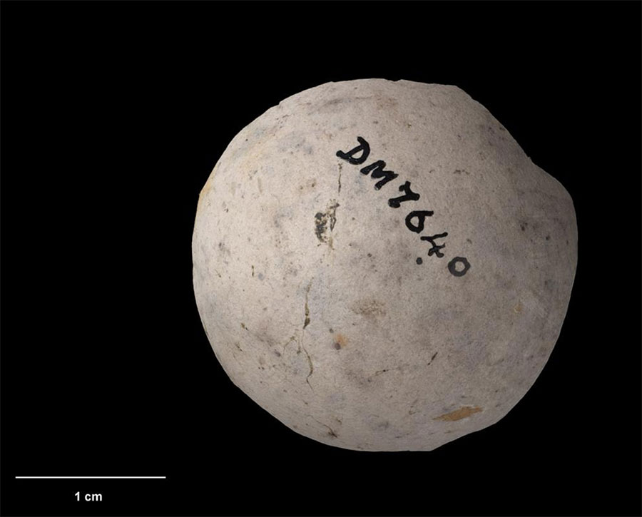 Huia. Egg (NMNZ OR.007640, collected by 'Mikaera'). Wainuiomata, October 1877. Image © Te Papa by Jean-Claude Stahl.