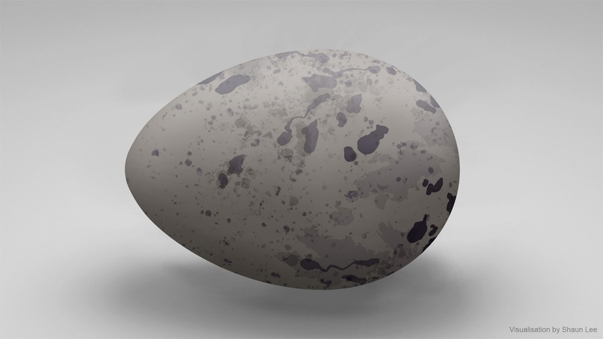 Collected by Mikaera in Wainuiomata, October 1876. Described by Walter L. Buller. 